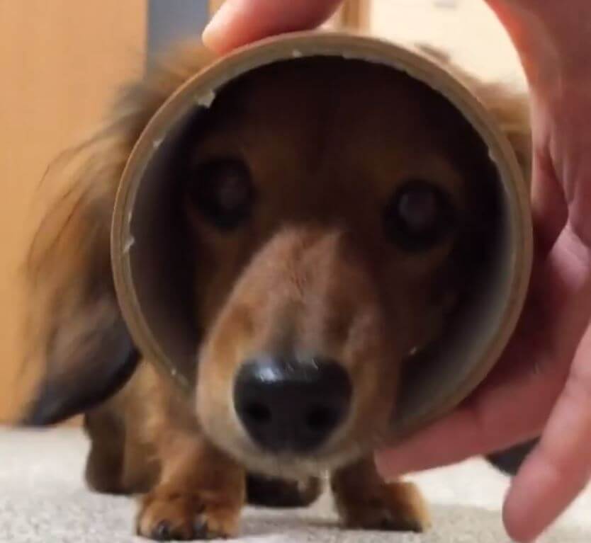 ダックスフンド,動画