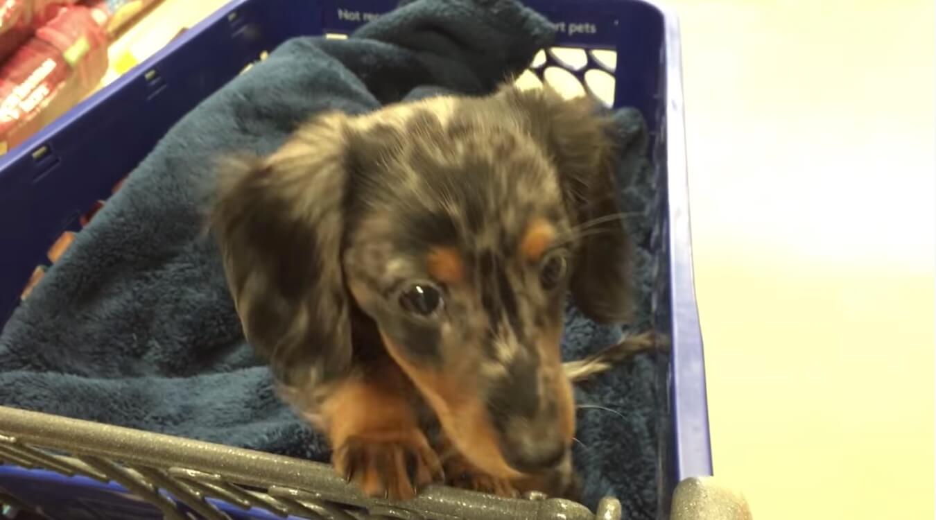 ダックスフンド,動画