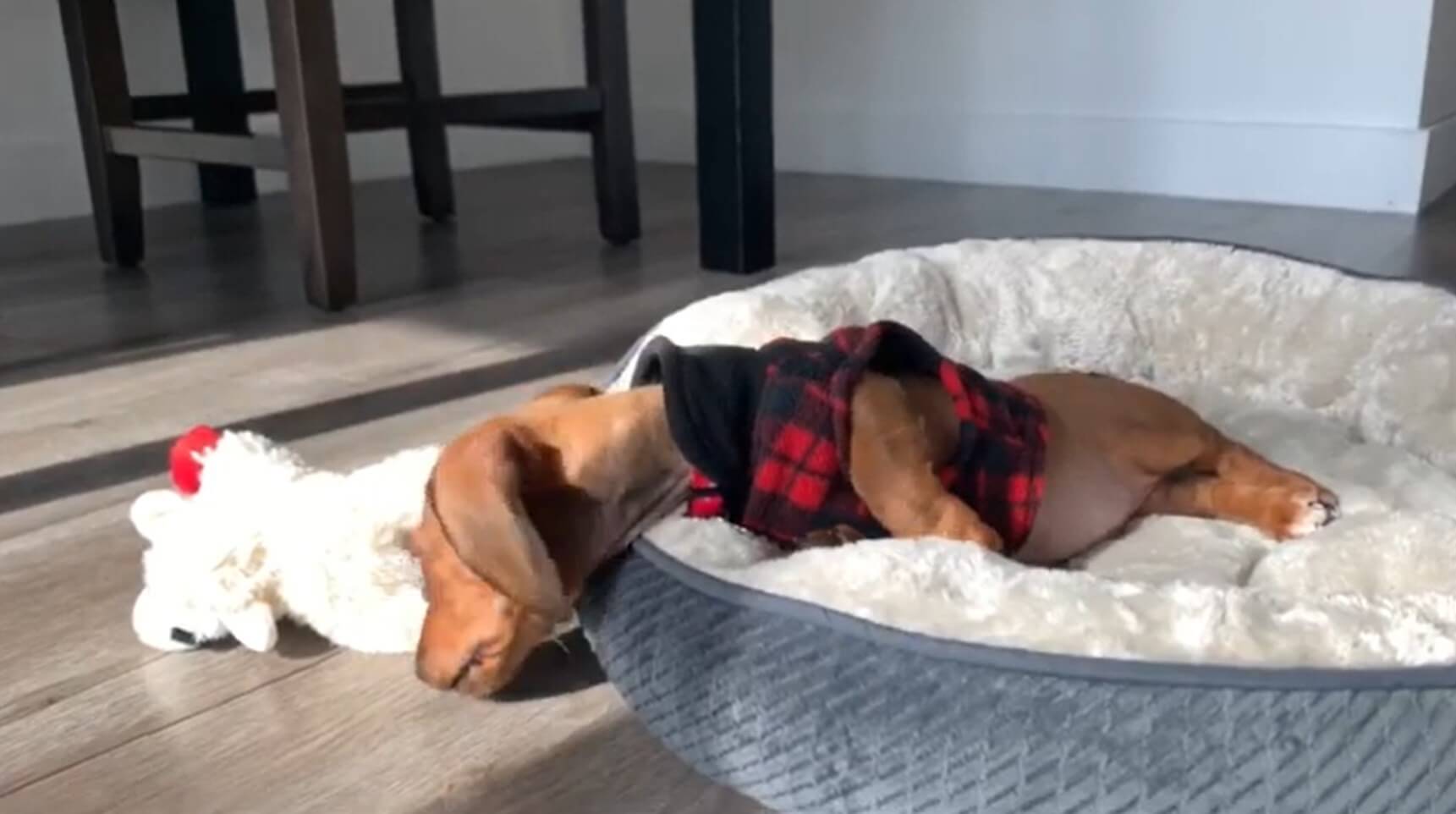 ダックスフンド,動画