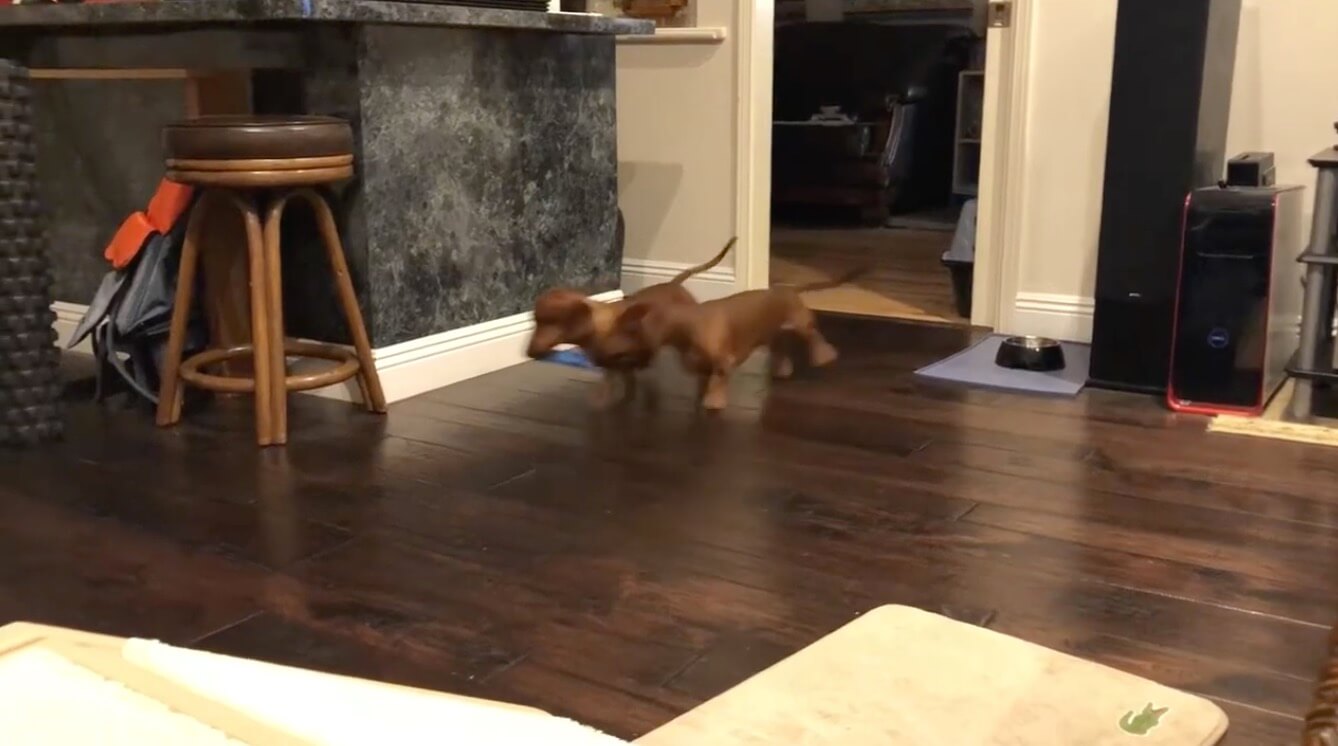 ダックスフンド,動画