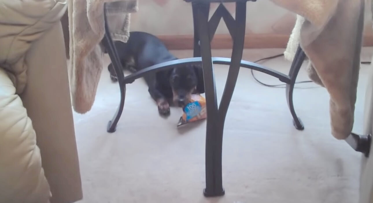 ダックスフンド,動画