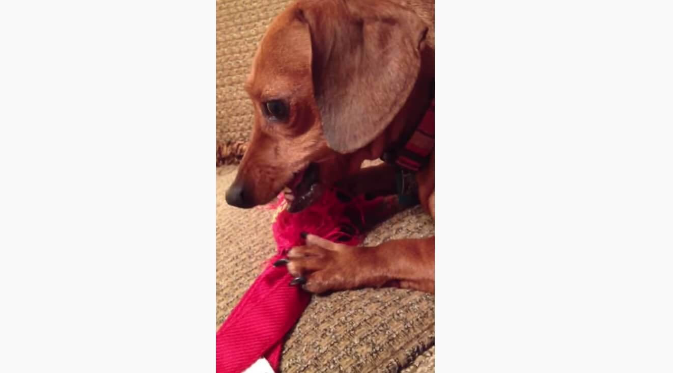 ダックスフンド,動画