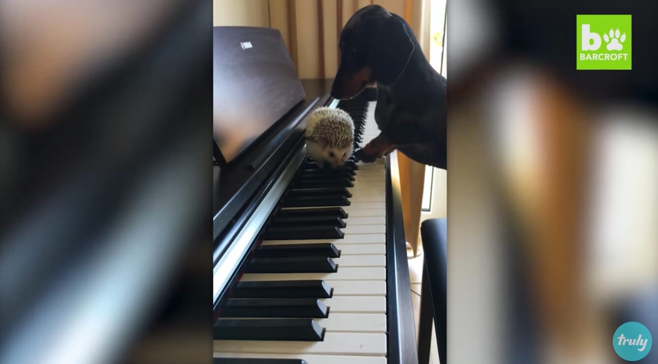 ダックスフンド,動画