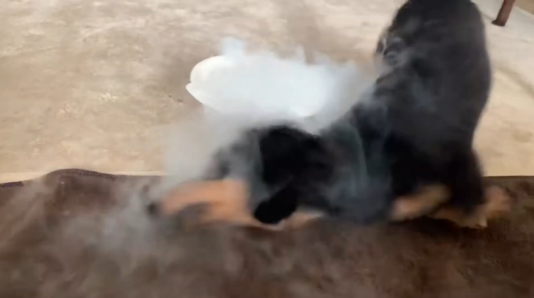 ダックスフンド,動画