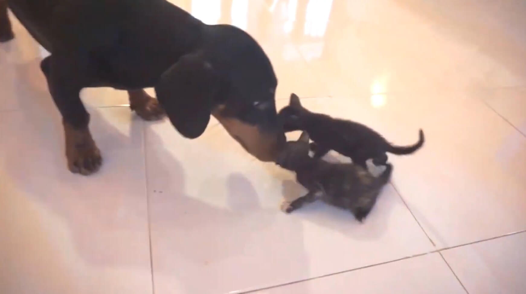 ダックスフンド,動画