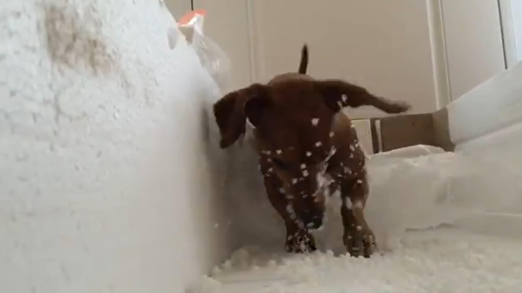 ダックスフンド,動画