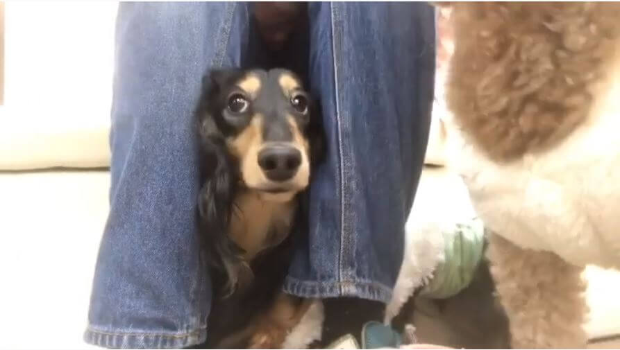 ダックスフンド,動画