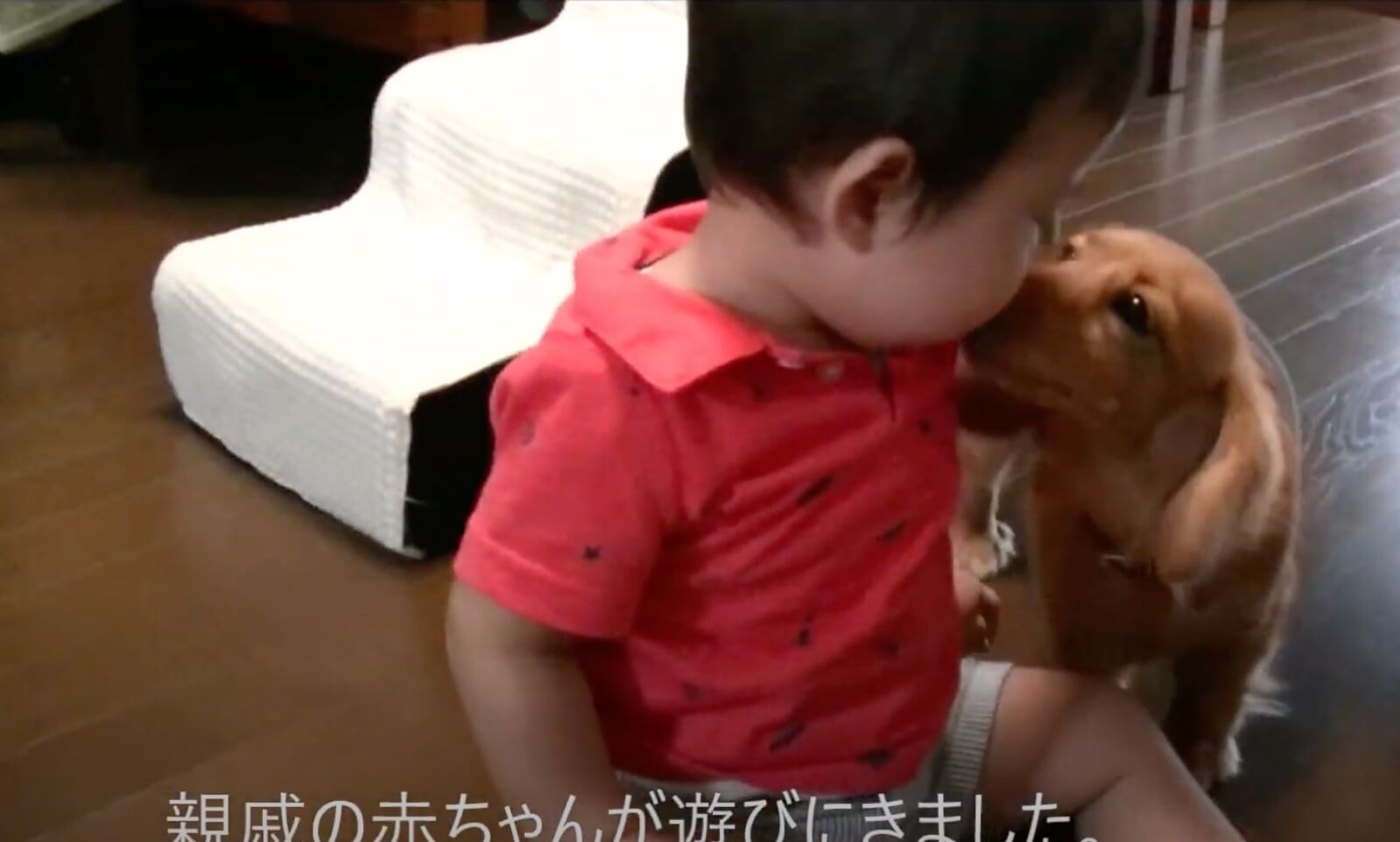 ダックスフンド,動画