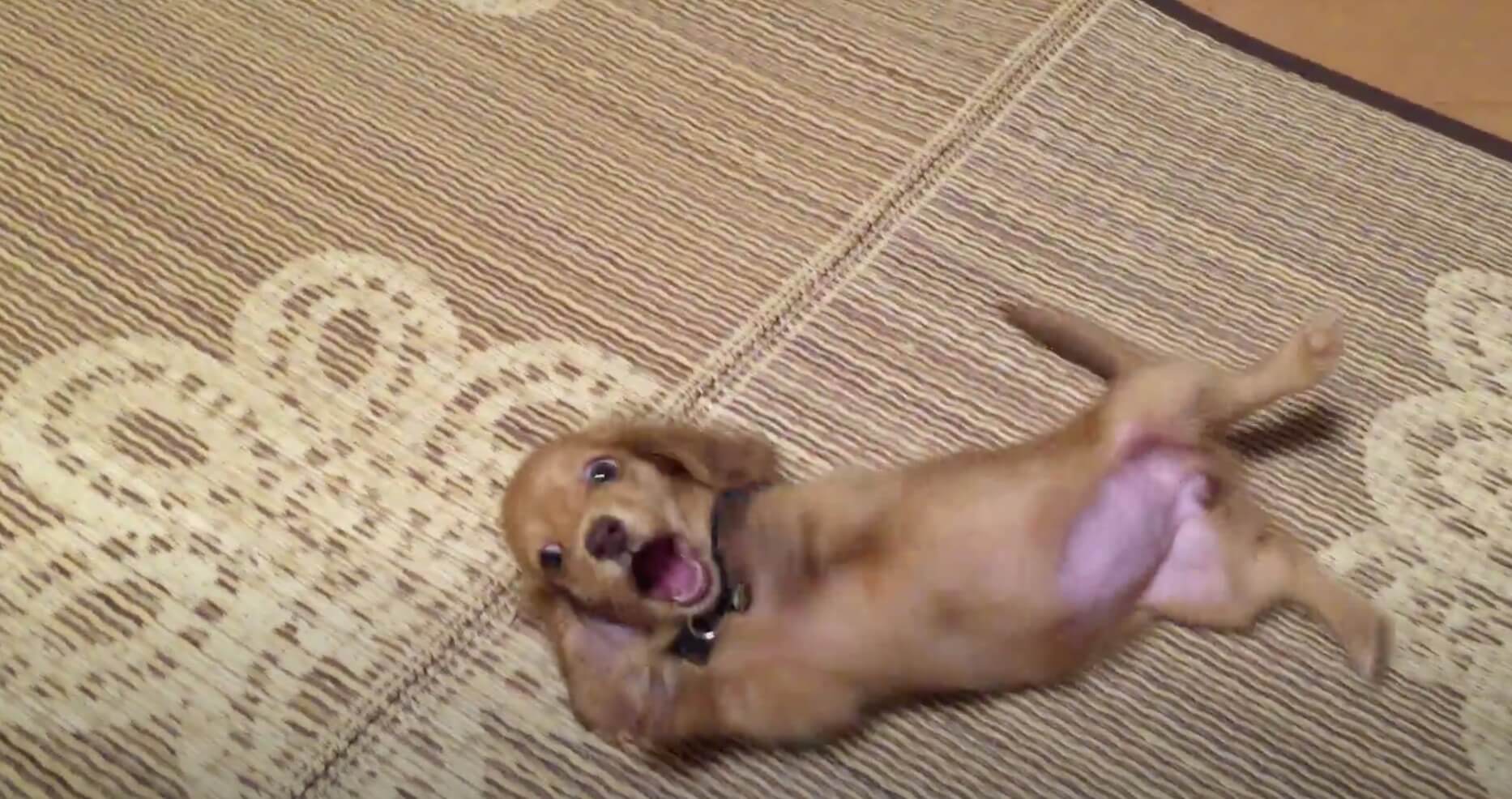 ダックスフンド,動画