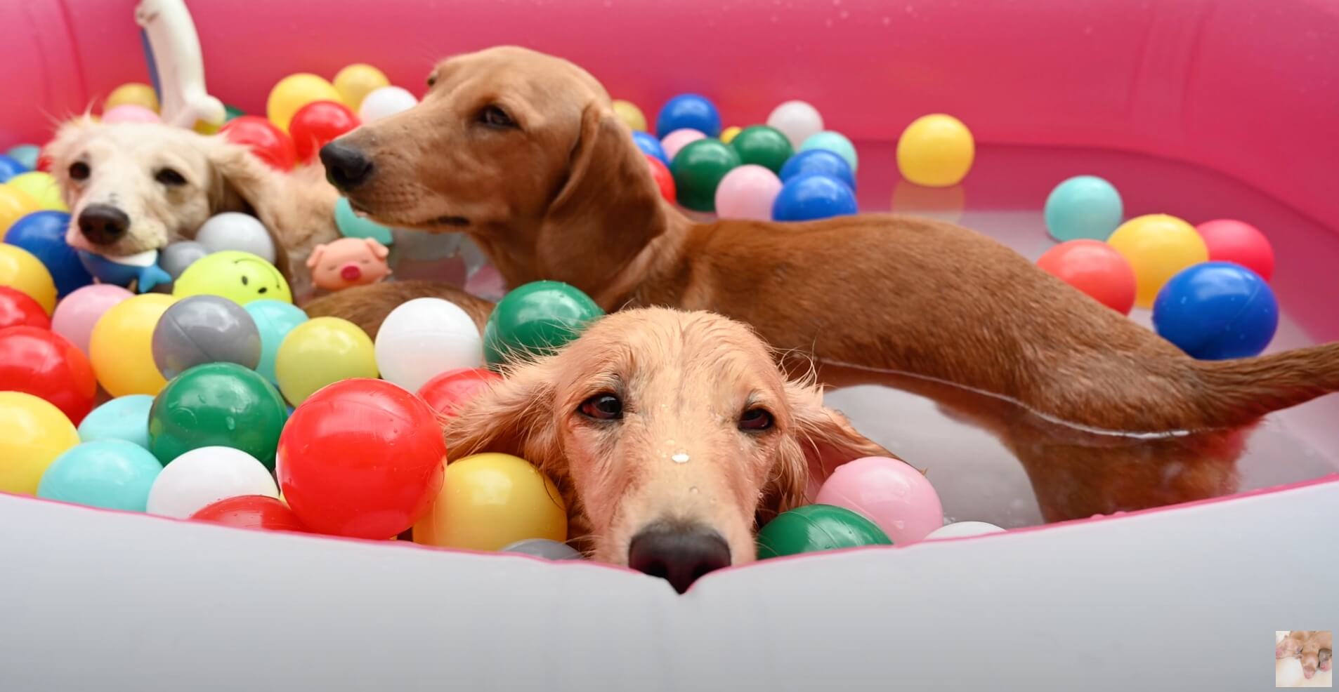 ダックスフンド,動画