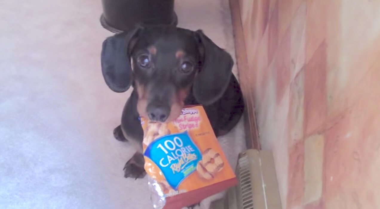 ダックスフンド,動画