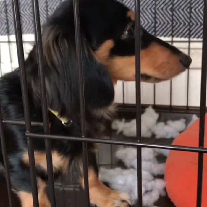 ダックスフンド,動画