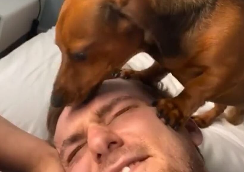 ダックスフンド,動画