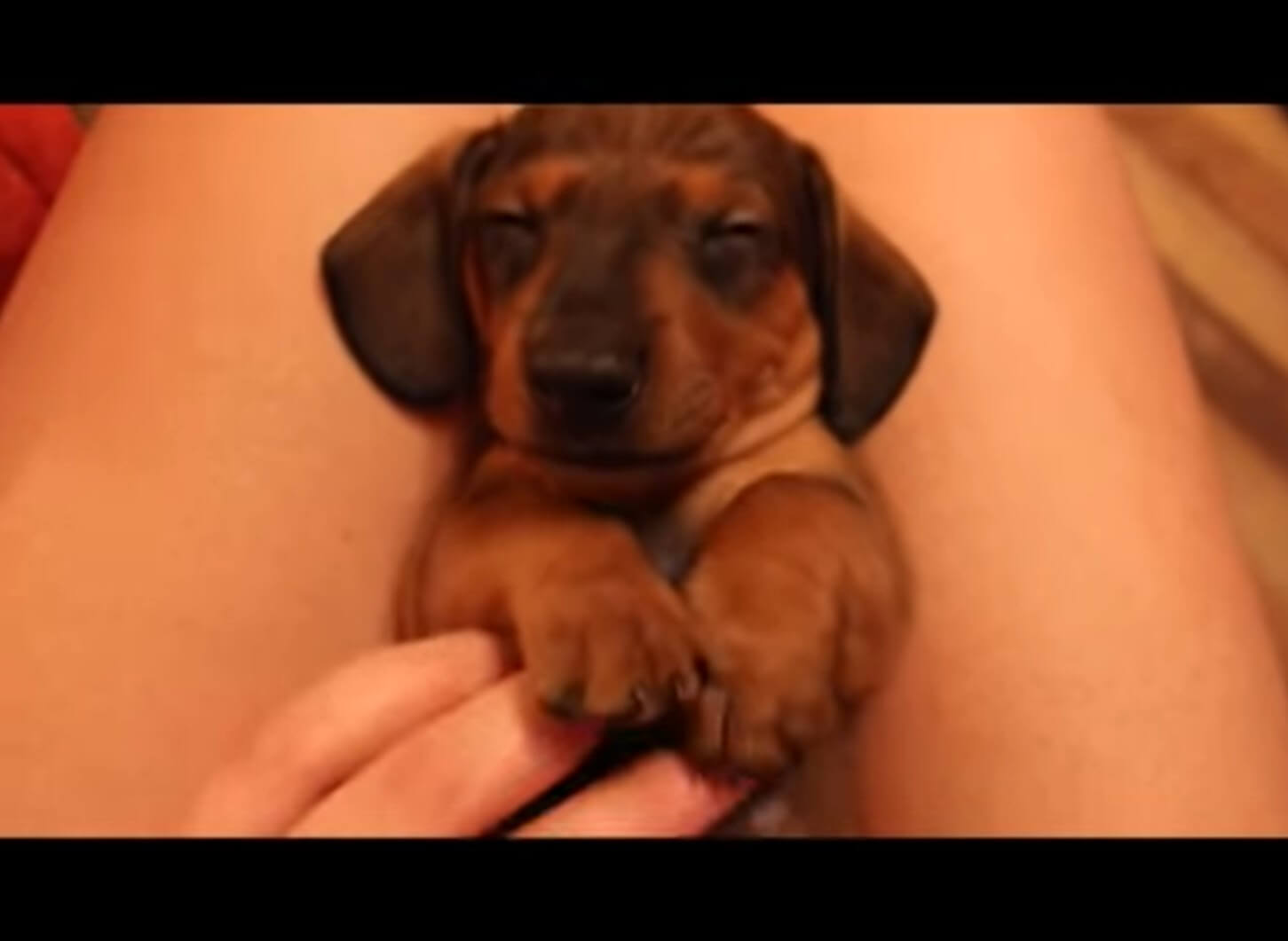 ダックスフンド,動画