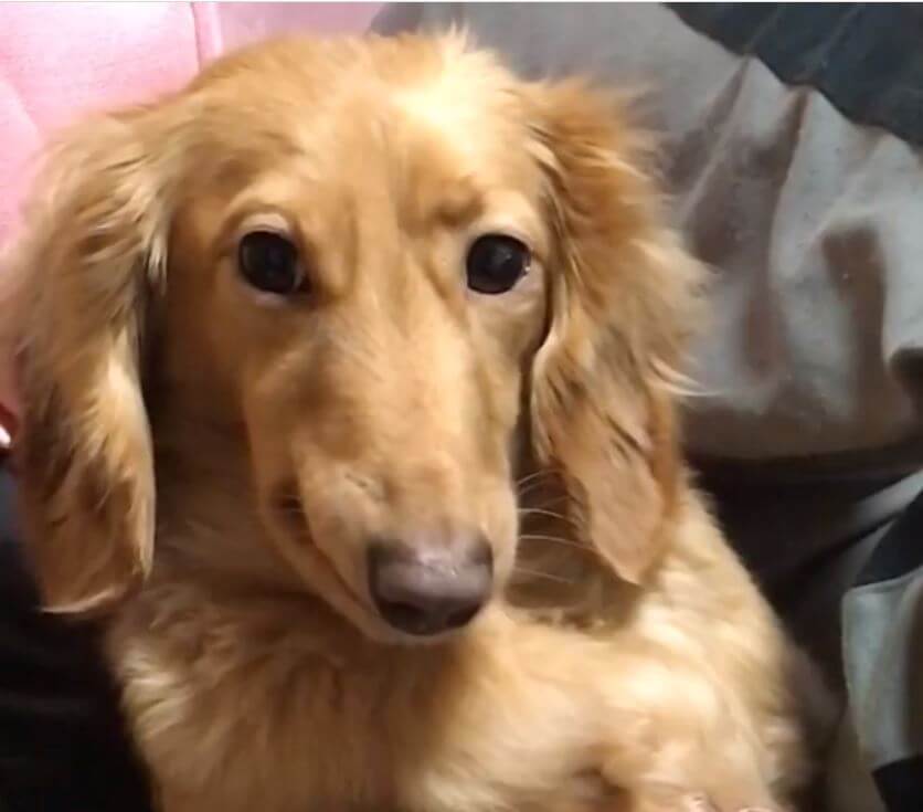 ダックスフンド,動画