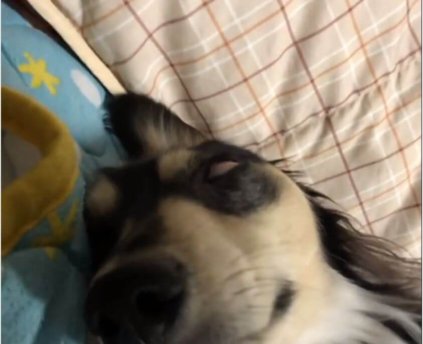 ダックスフンド,動画