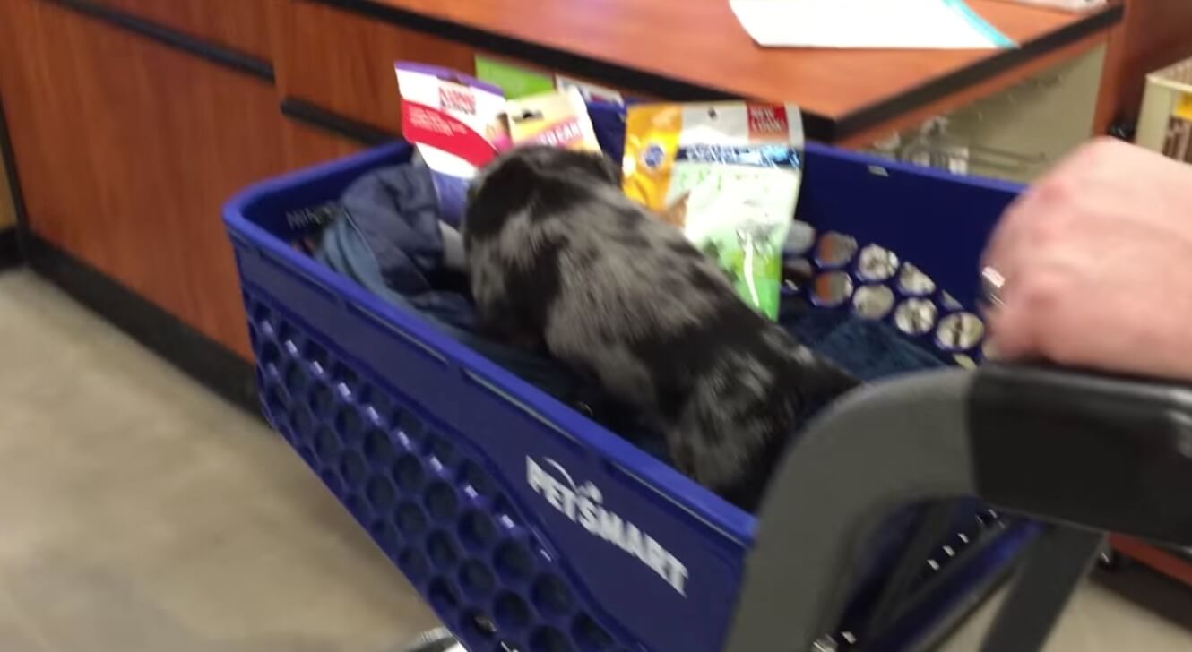 ダックスフンド,動画