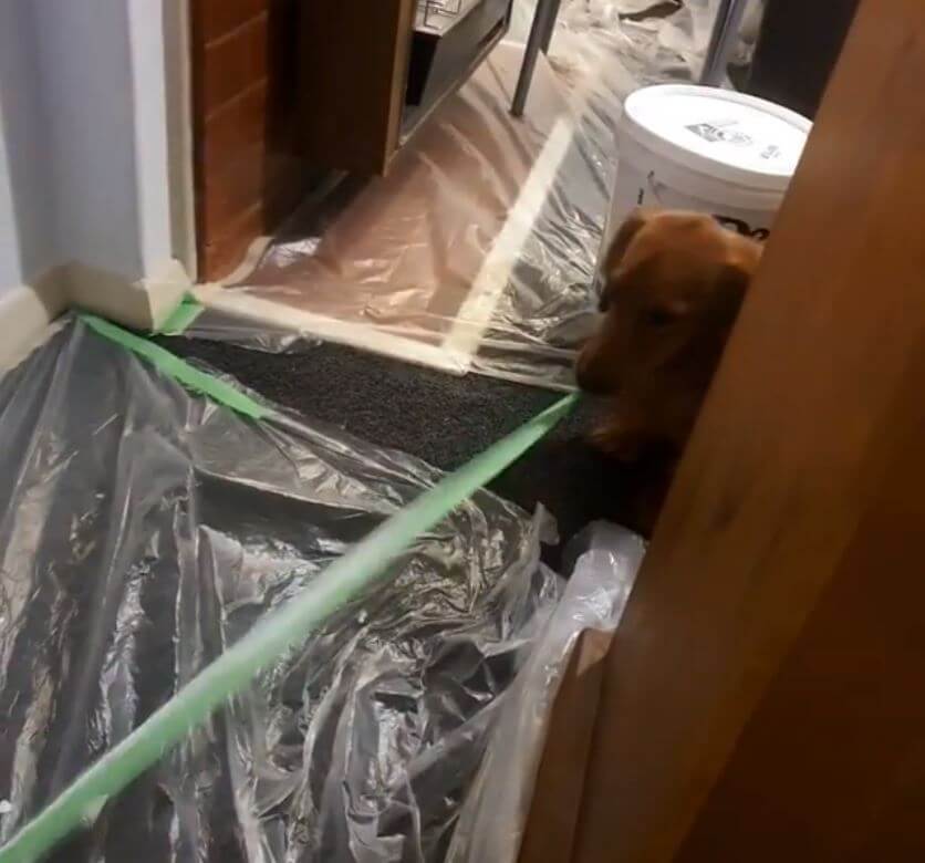 ダックスフンド,動画