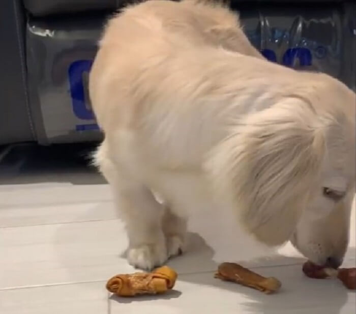 ダックスフンド,動画