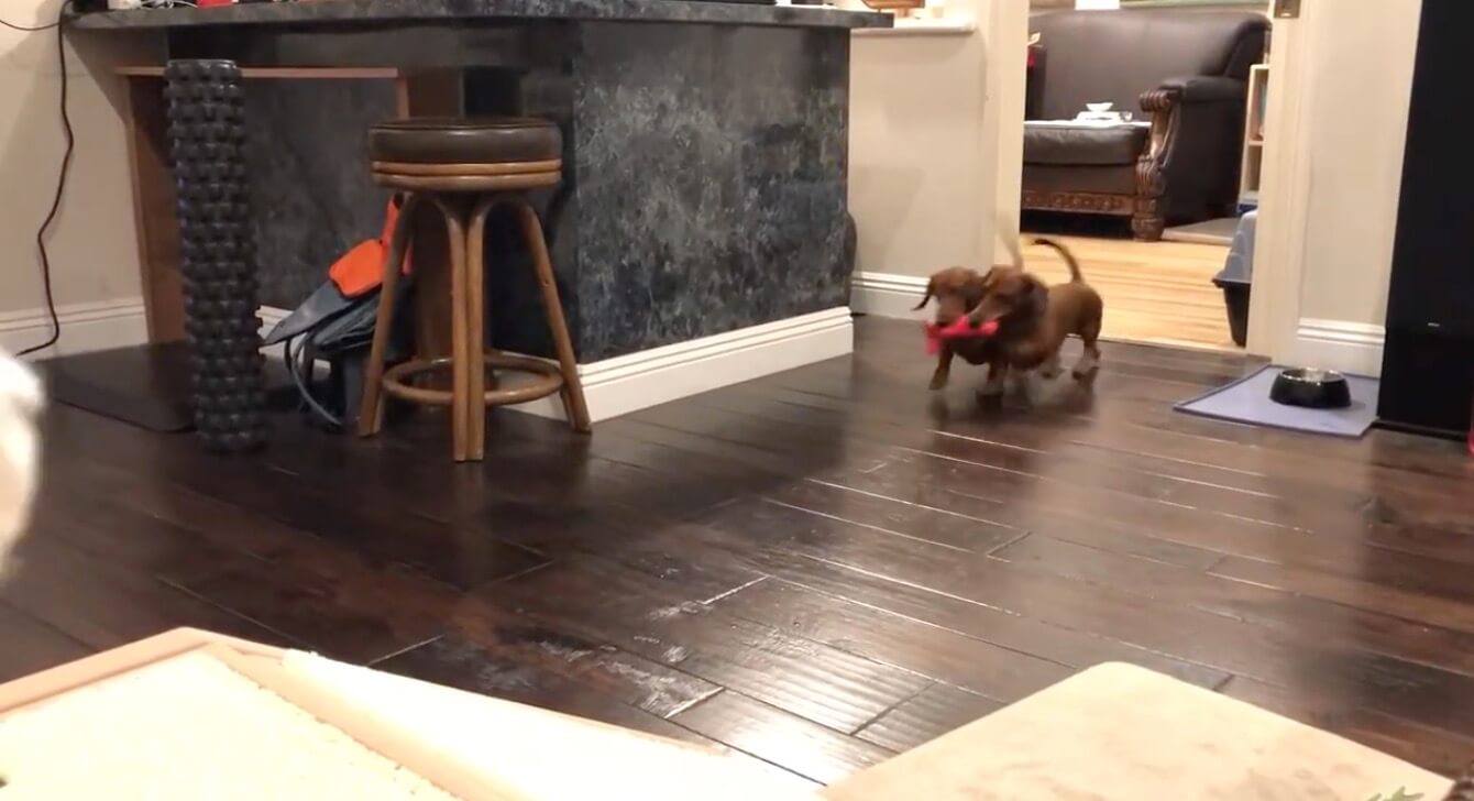 ダックスフンド,動画