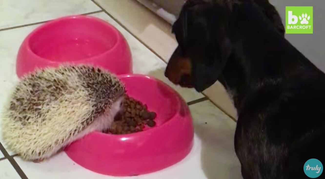 ダックスフンド,動画