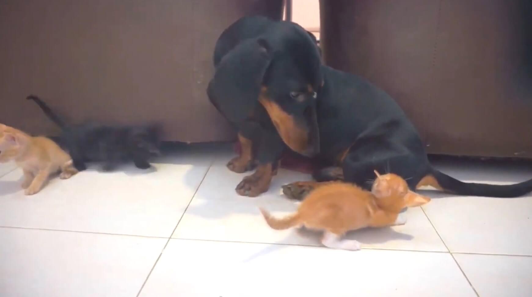 ダックスフンド,動画