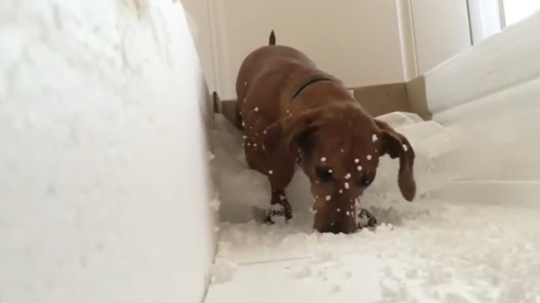 ダックスフンド,動画