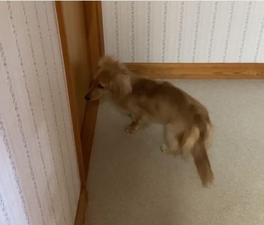 ダックスフンド,動画