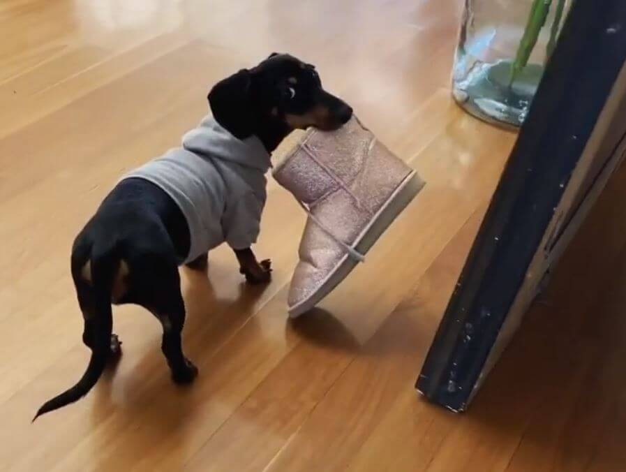 ダックスフンド,動画