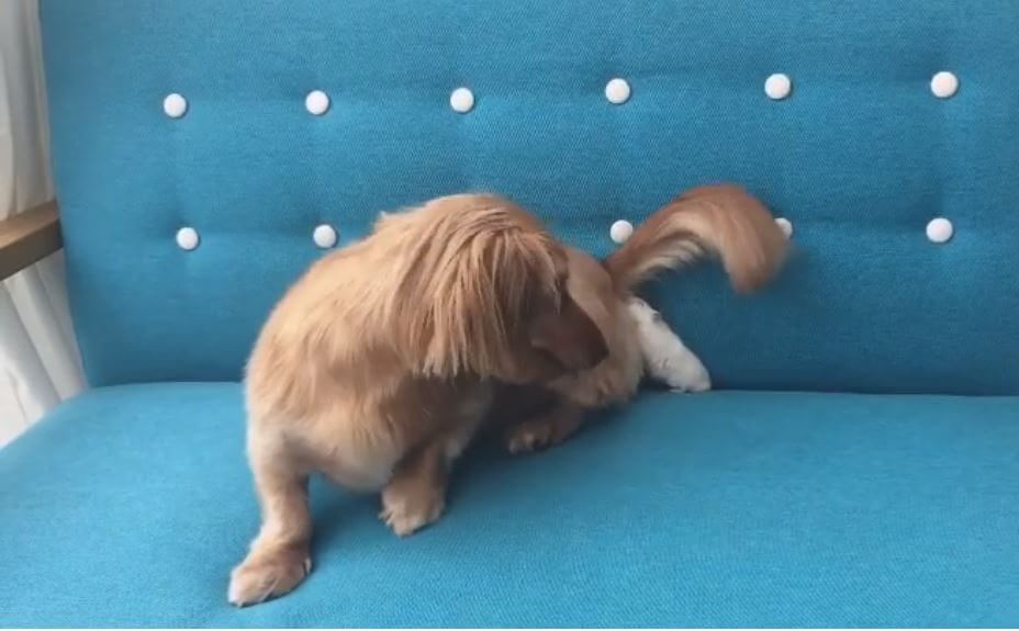 ダックスフンド,動画