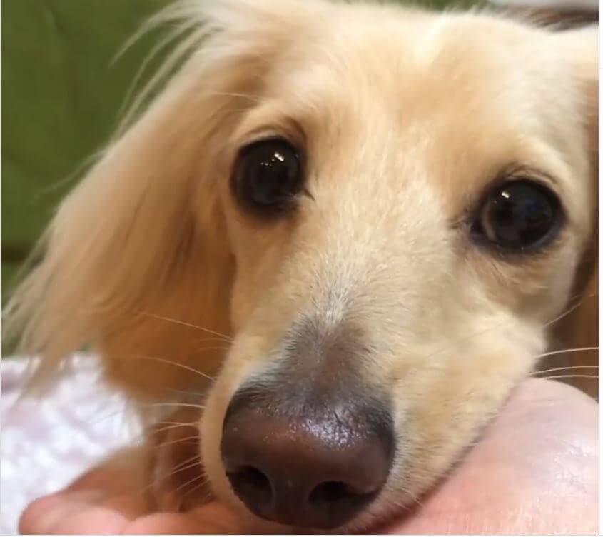 ダックスフンド,動画