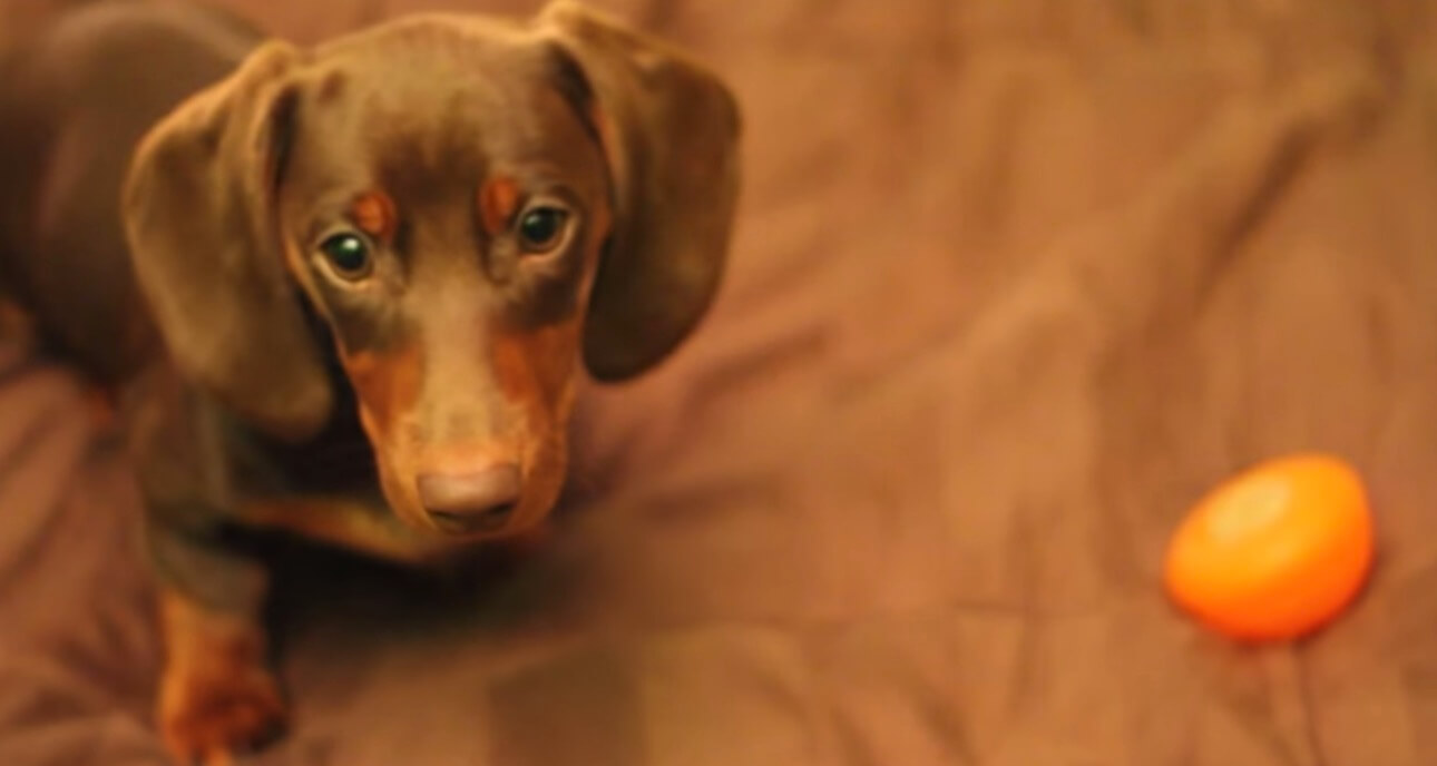 ダックスフンド,動画