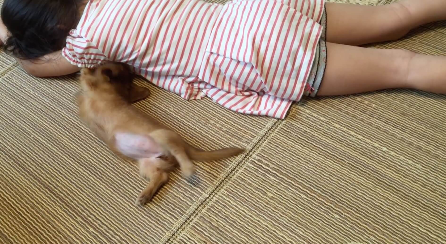 ダックスフンド,動画