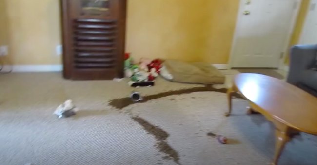 ダックスフンド,動画