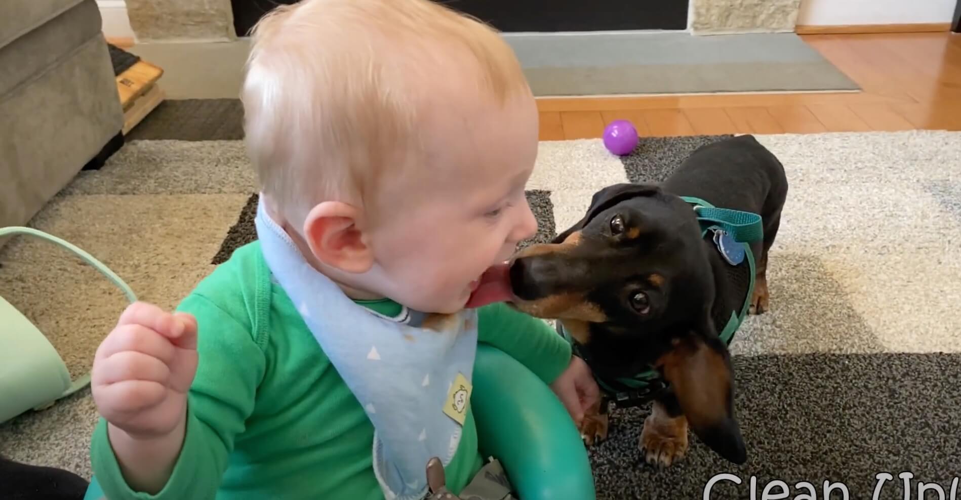 ダックスフンド,動画