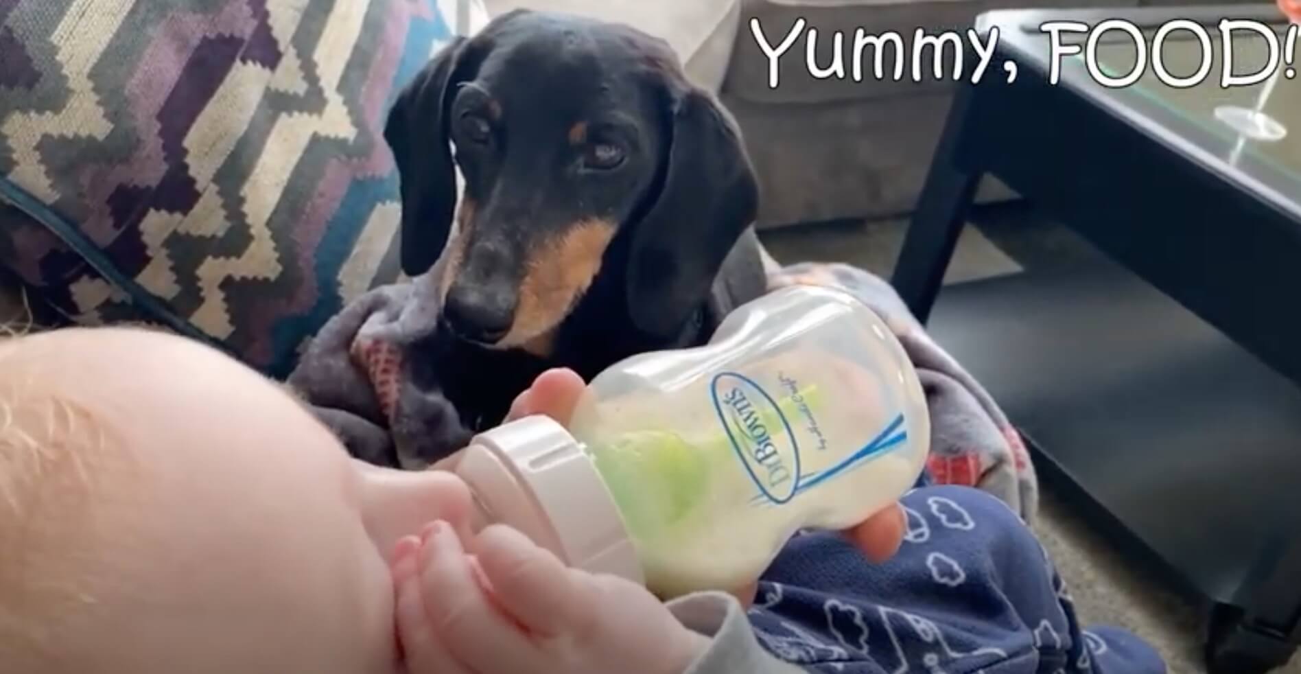 ダックスフンド,動画