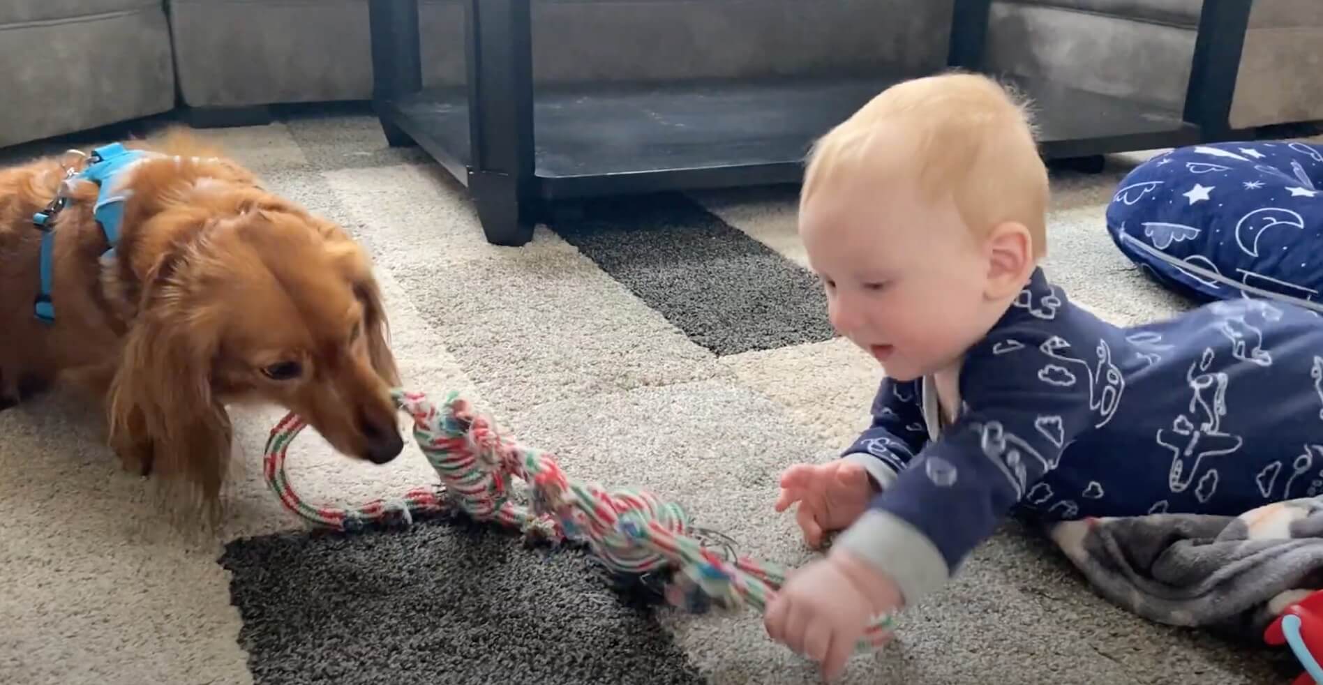 ダックスフンド,動画