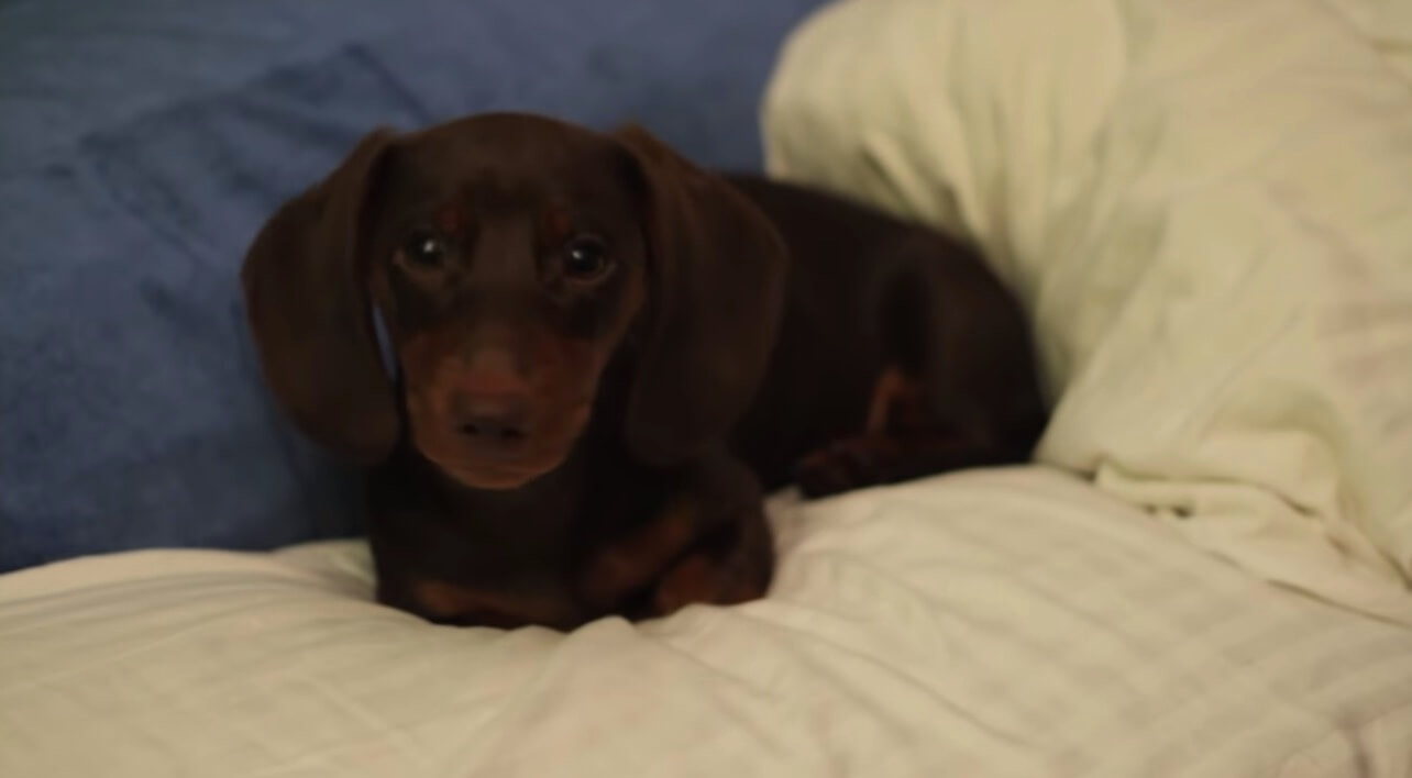 ダックスフンド,動画