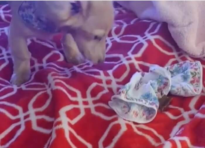 ダックスフンド,動画