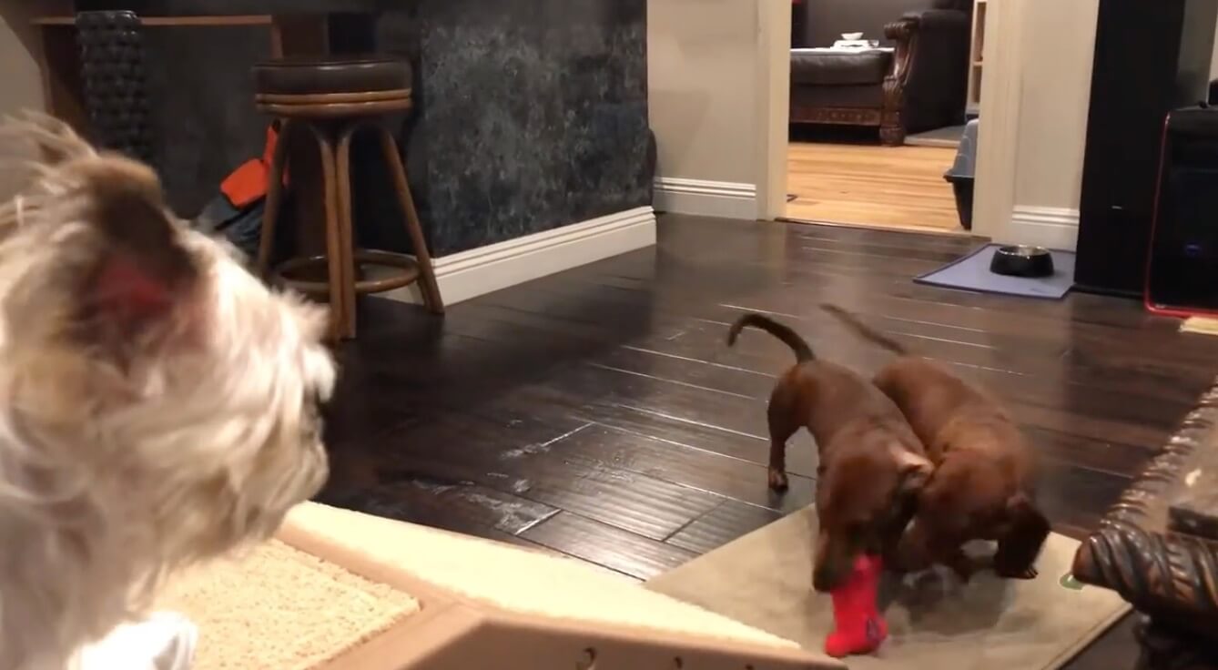 ダックスフンド,動画