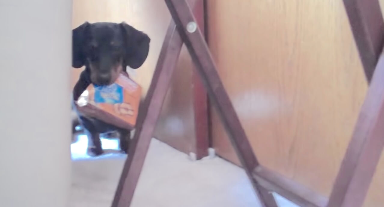 ダックスフンド,動画