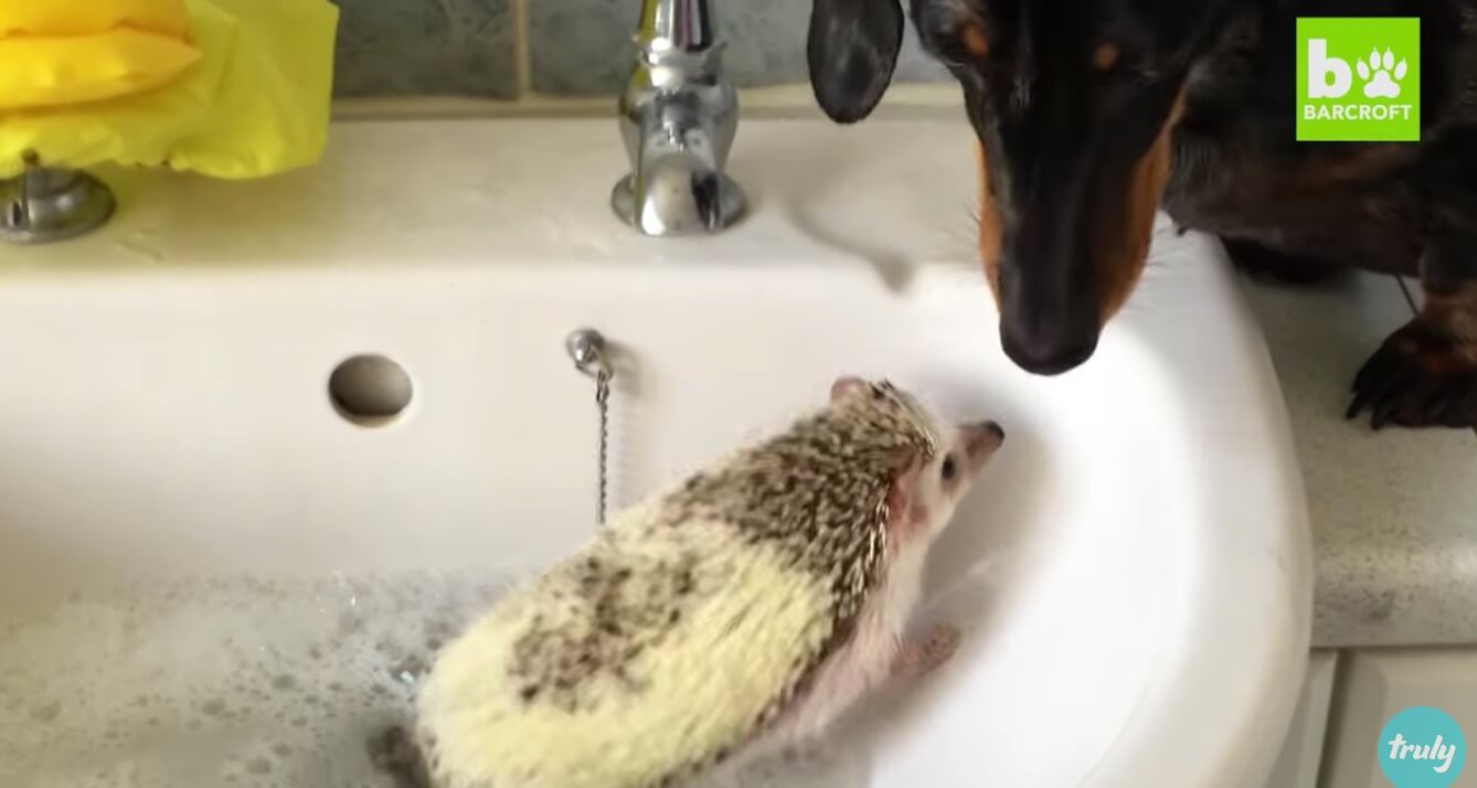 ダックスフンド,動画