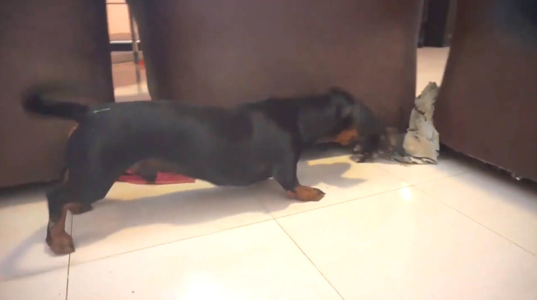 ダックスフンド,動画