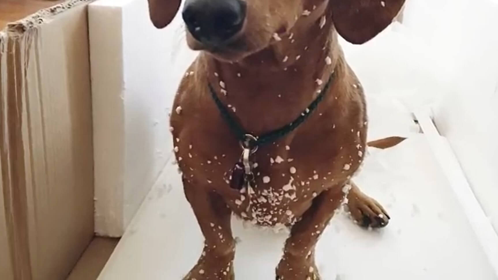 ダックスフンド,動画