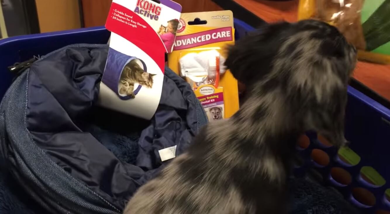 ダックスフンド,動画