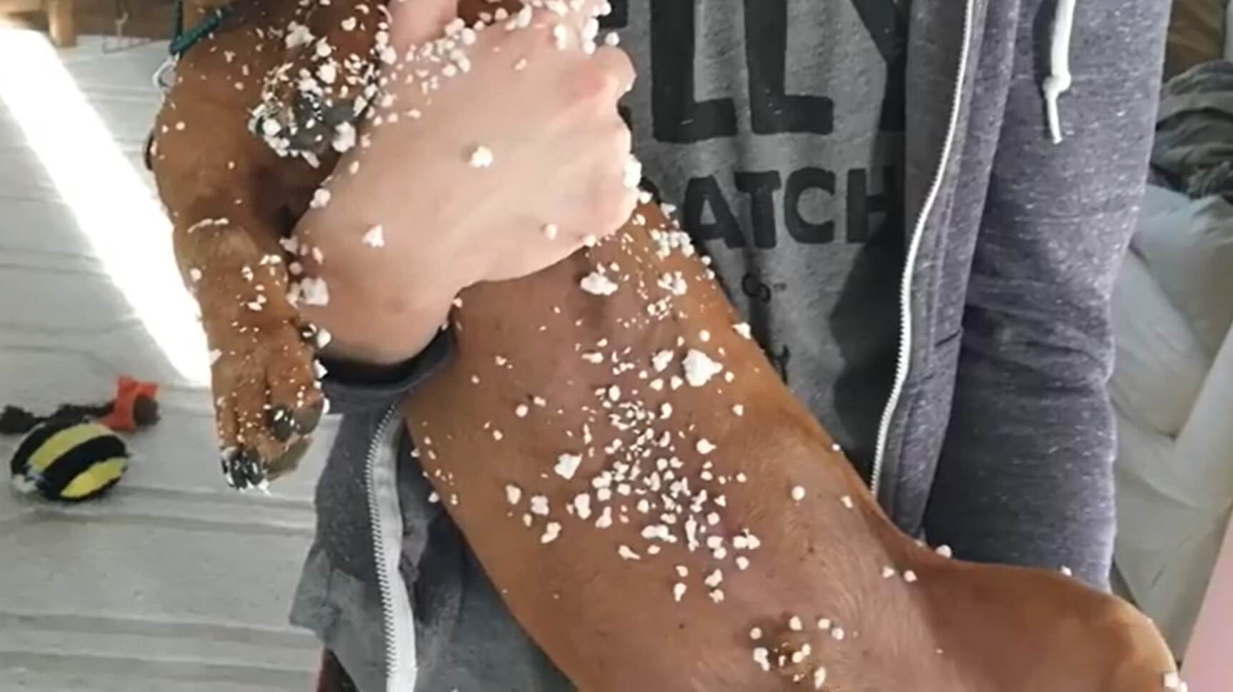 ダックスフンド,動画