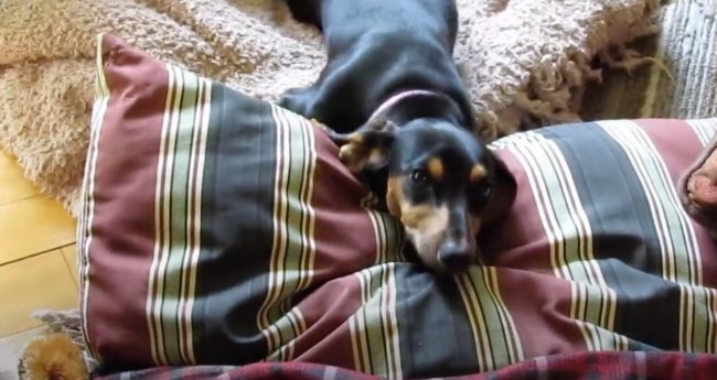 ダックスフンド,動画