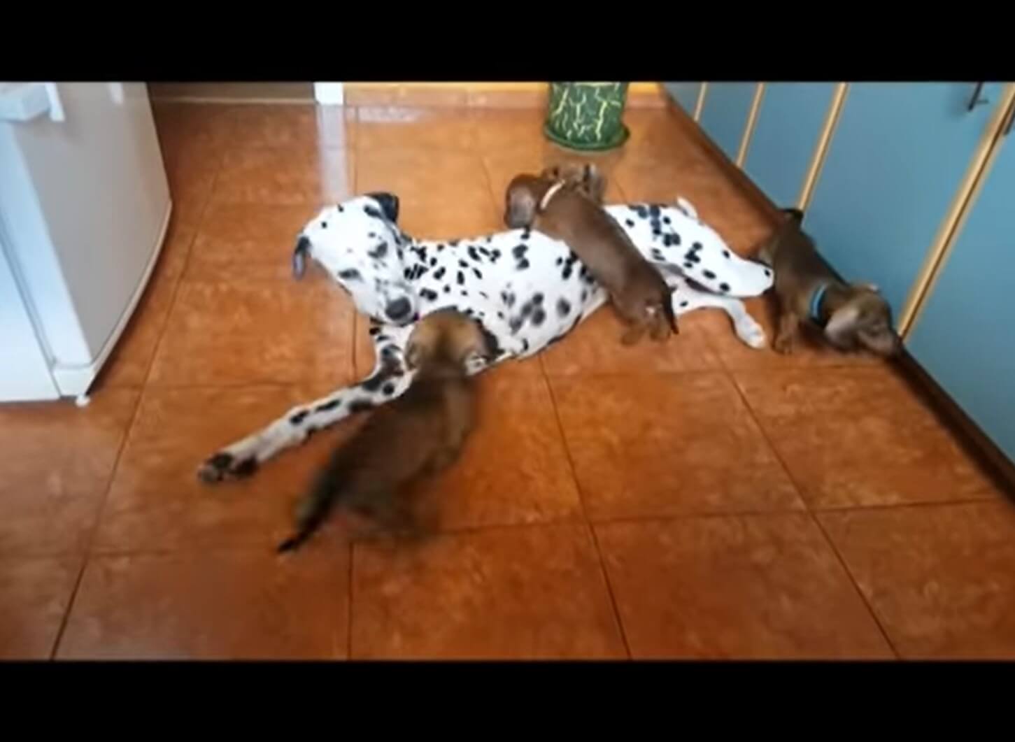 ダックスフンド,動画