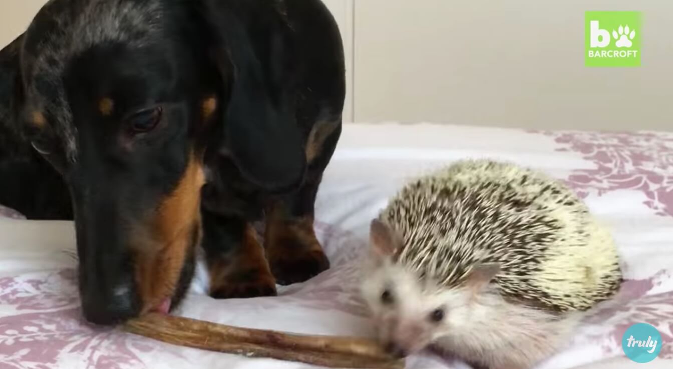 ダックスフンド,動画