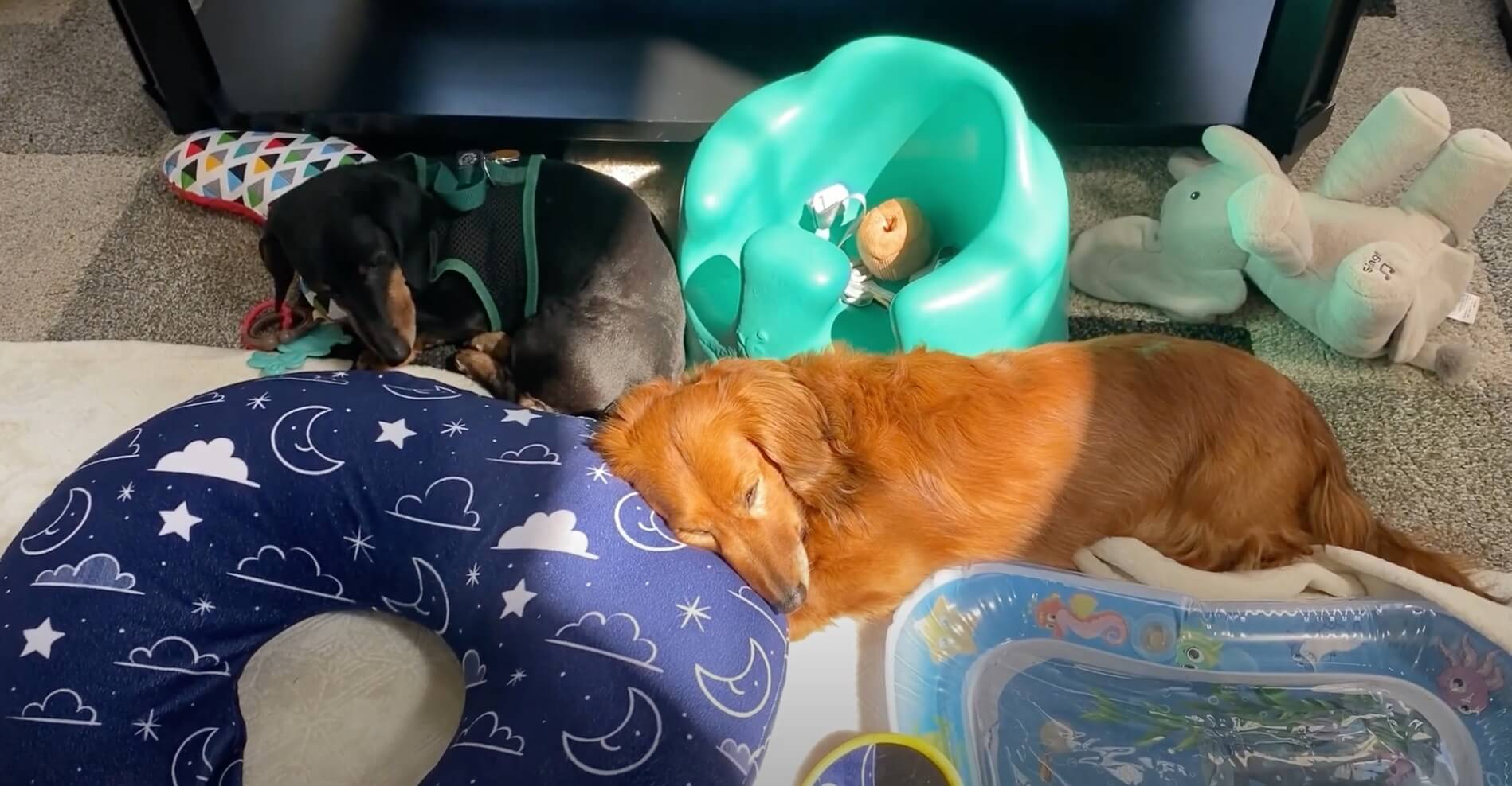 ダックスフンド,動画